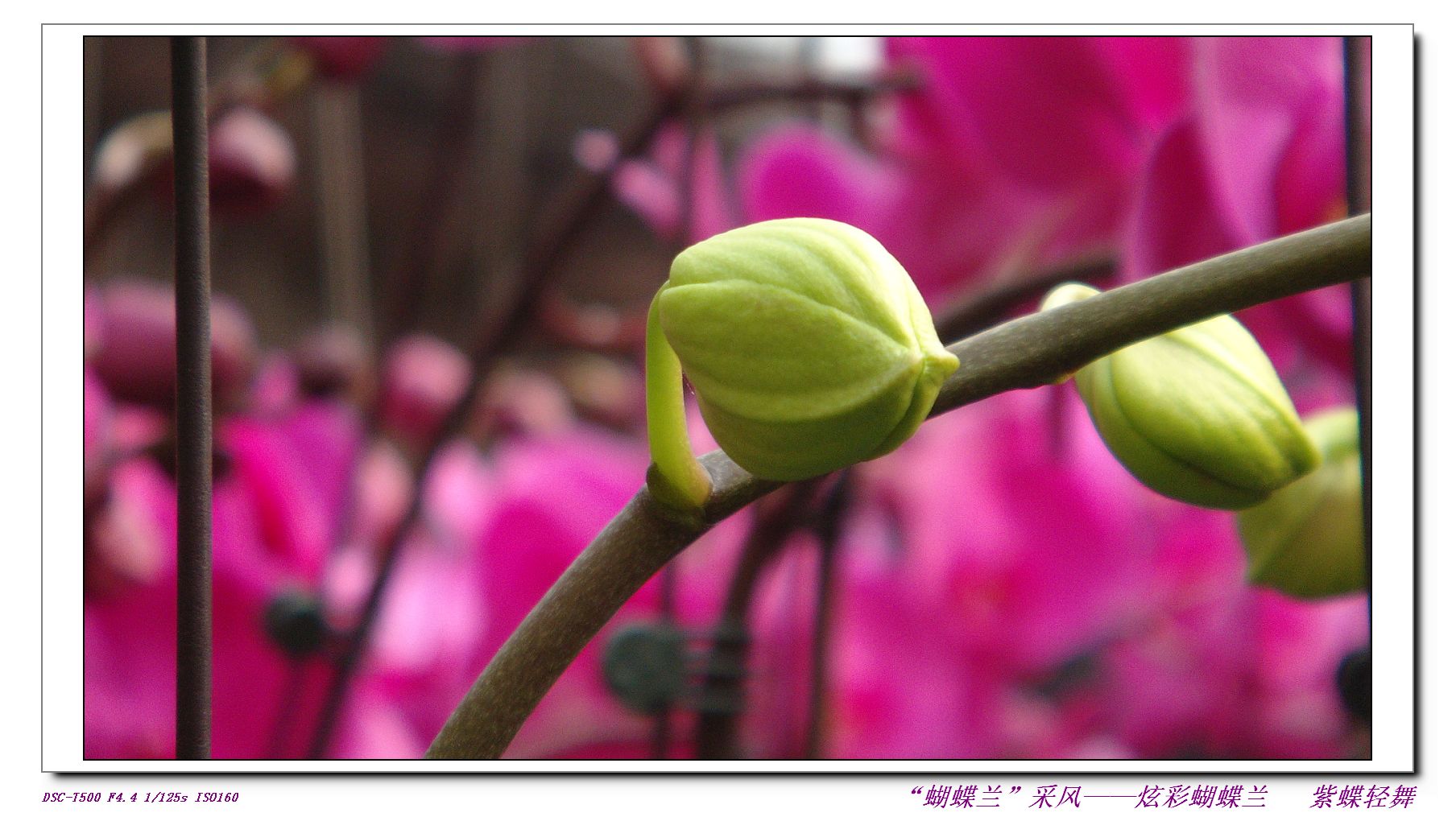 花的物语——蝴蝶兰
