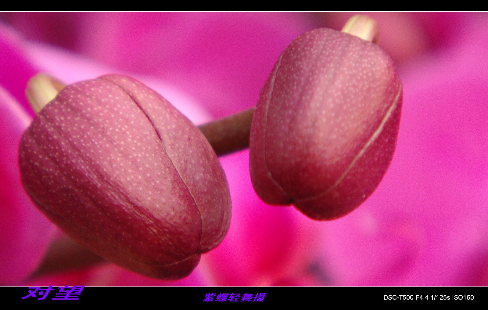 花的物语——蝴蝶兰