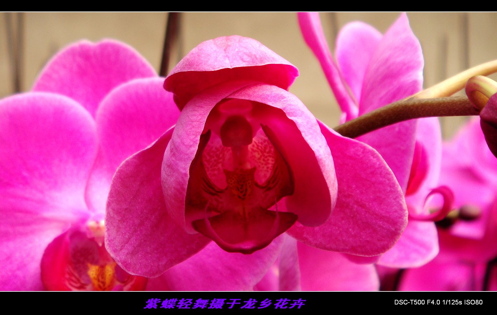 花的物语——蝴蝶兰