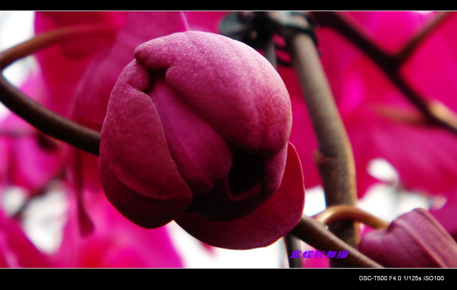 花的物语——蝴蝶兰