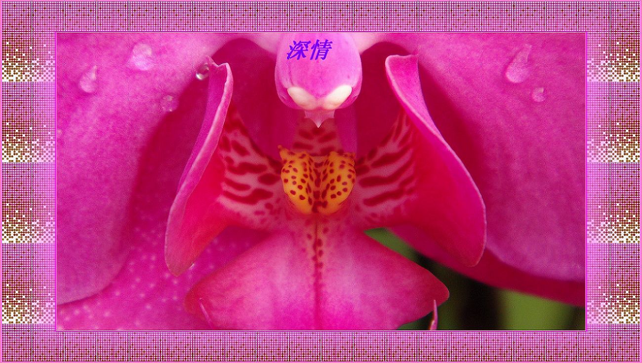 花的物语——蝴蝶兰