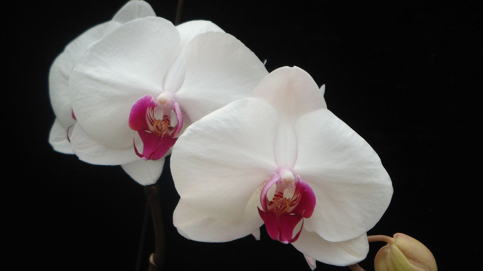 花的物语——蝴蝶兰