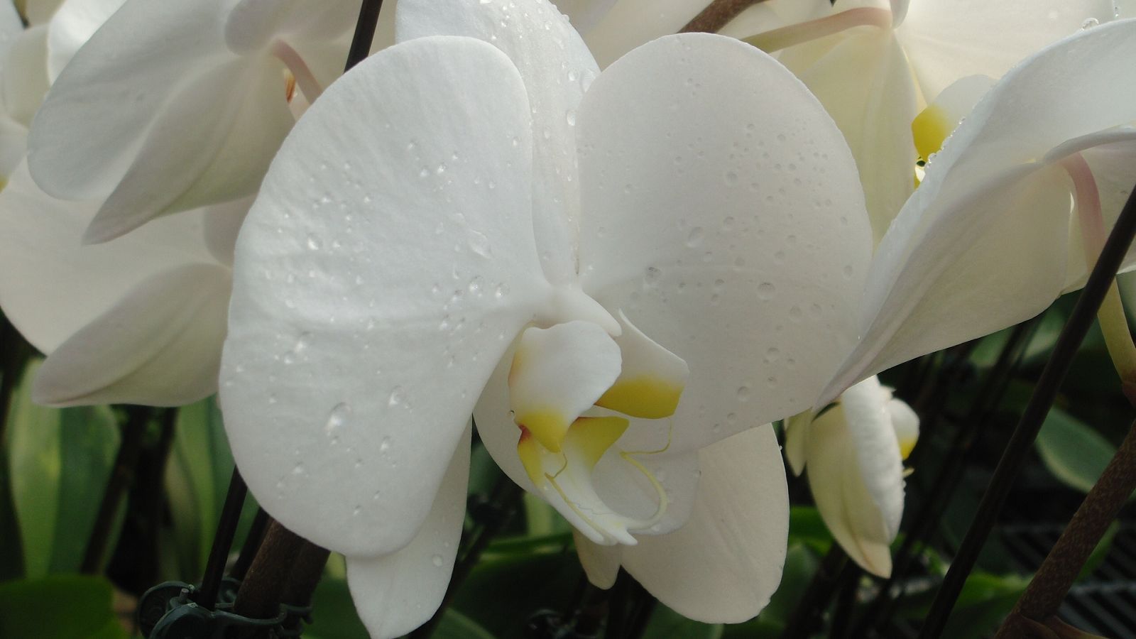 花的物语——蝴蝶兰
