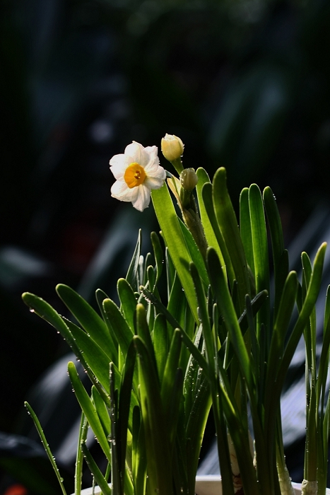 那些春节期间即将盛开的花儿