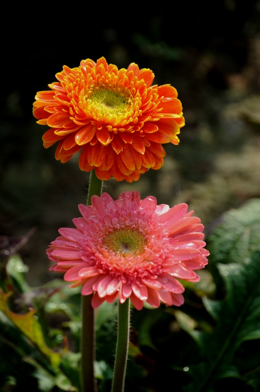 非菊