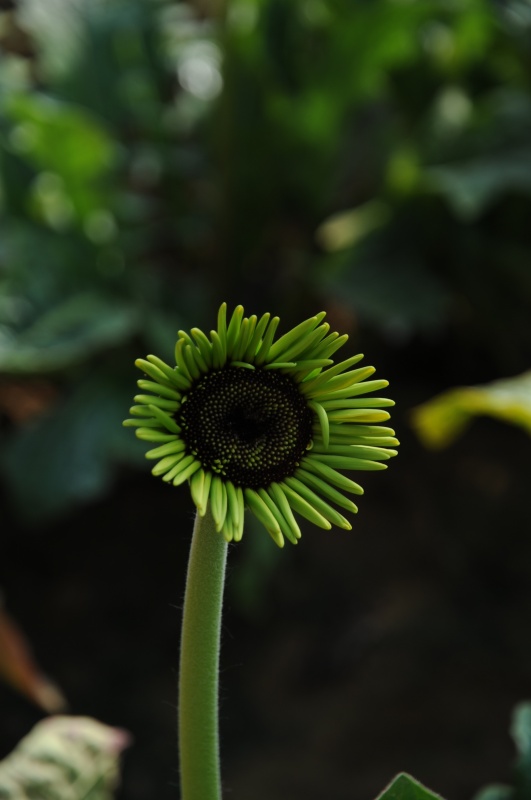 怪菊