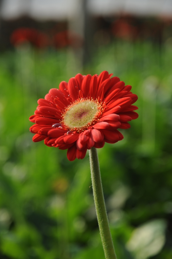 菊