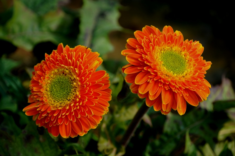 菊