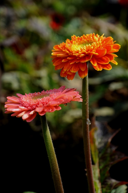 菊