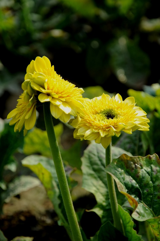 菊