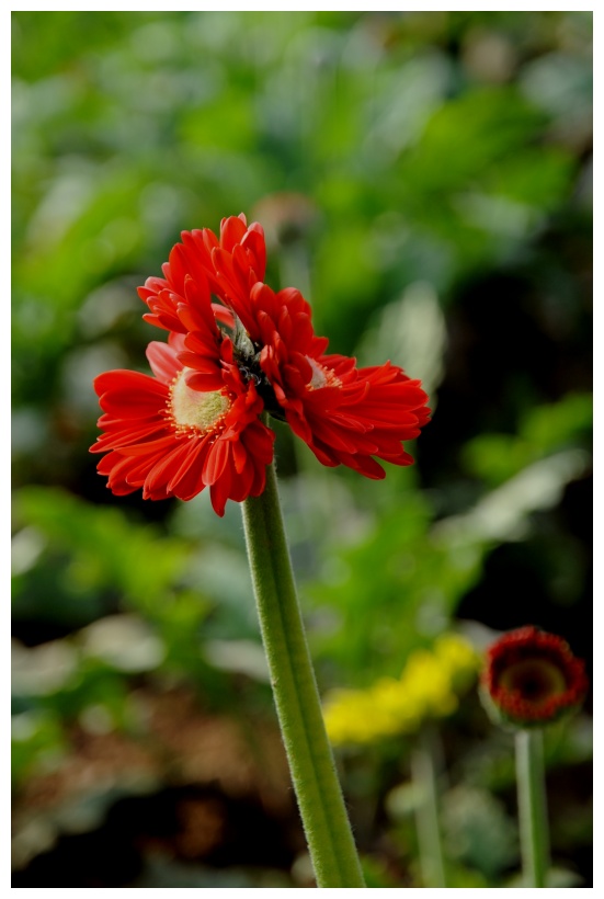 菊