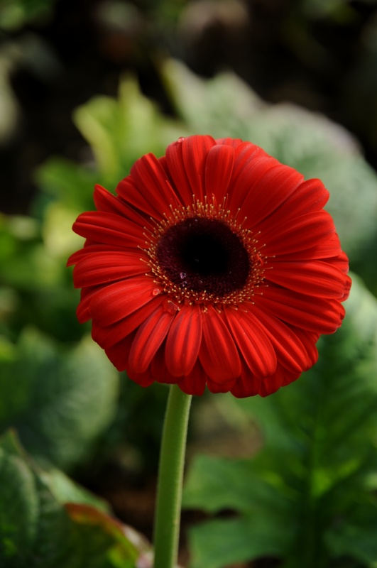 菊