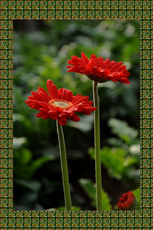 菊