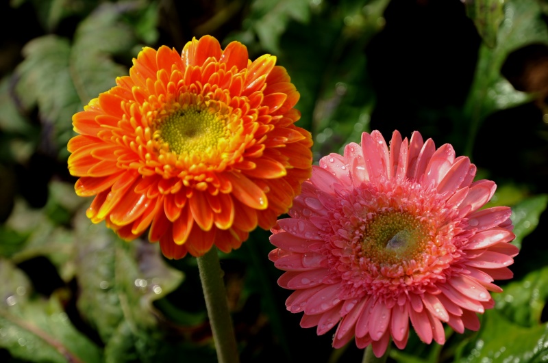 菊