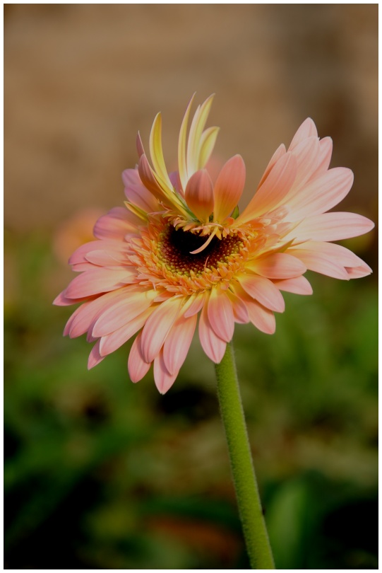 菊