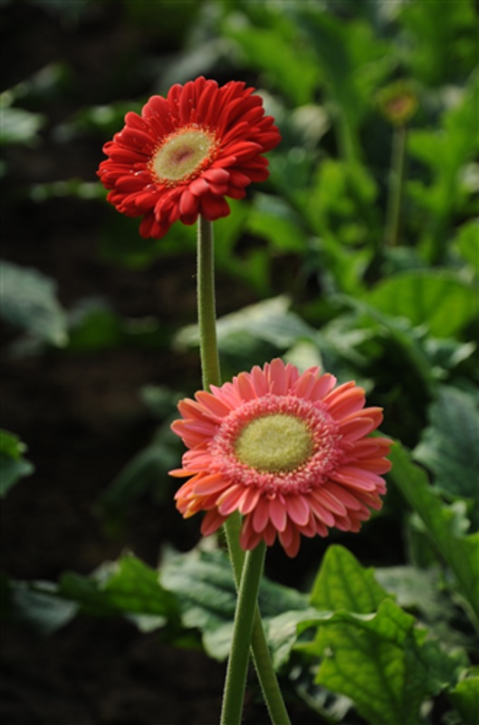 菊