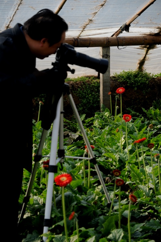 菊