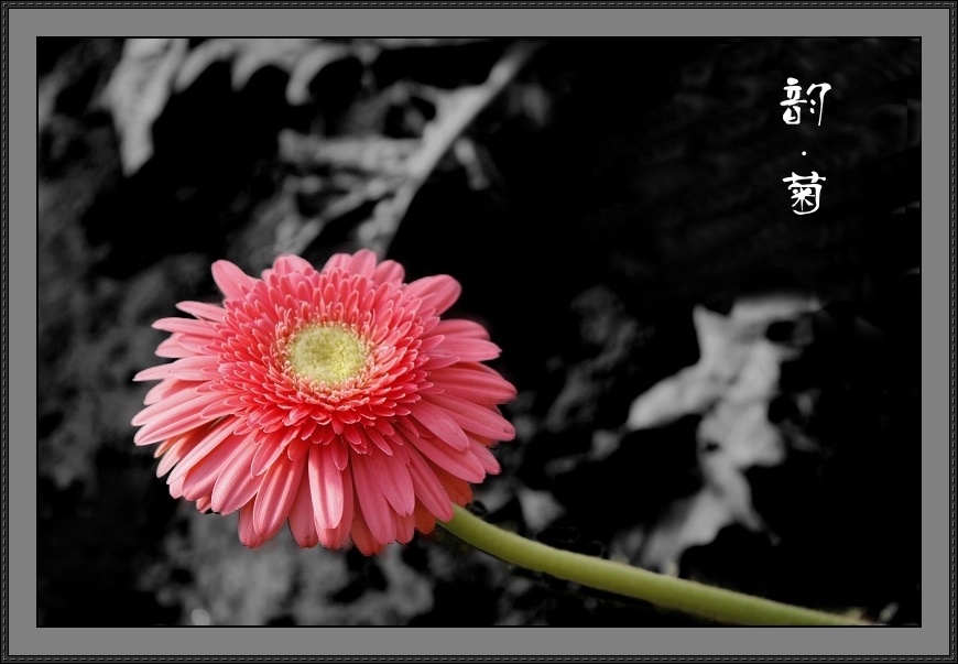 [原创]....菊花香