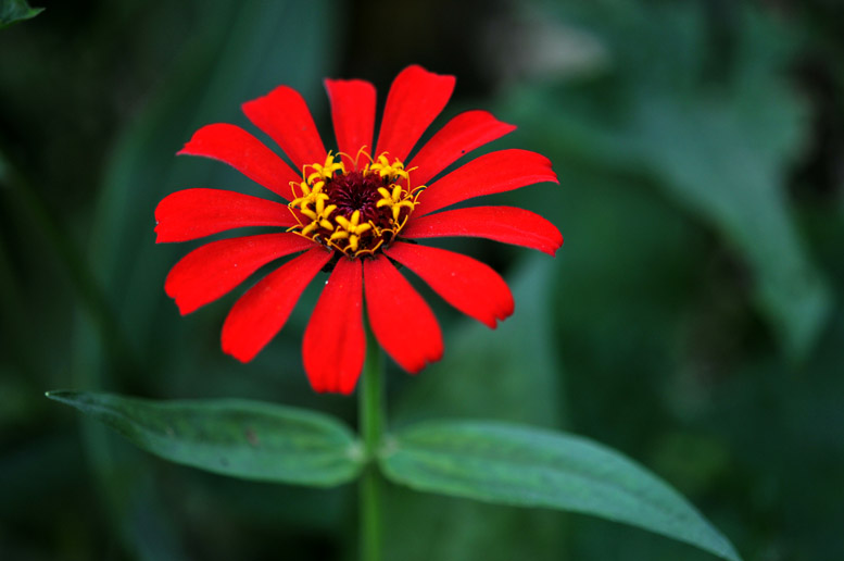 花木N种