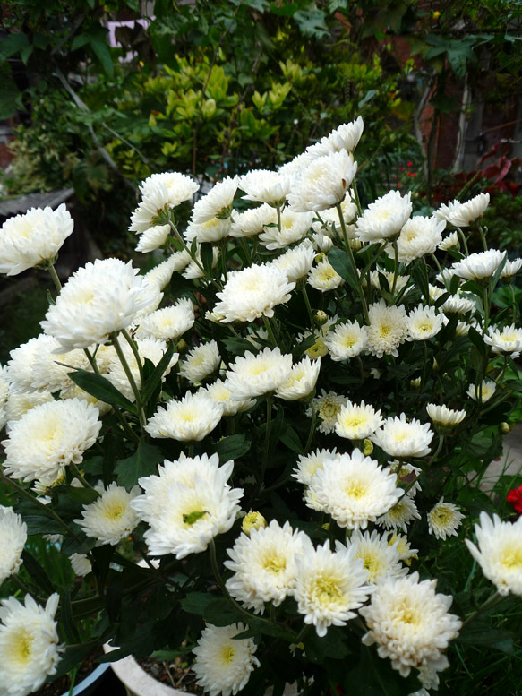 花木N种