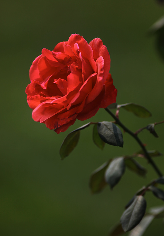 那时花开（不断添加中）