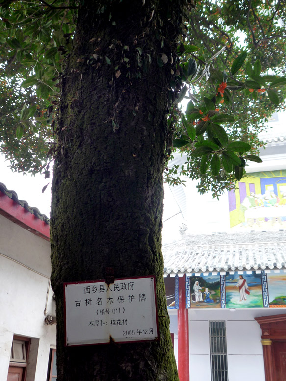 教堂和桂花树