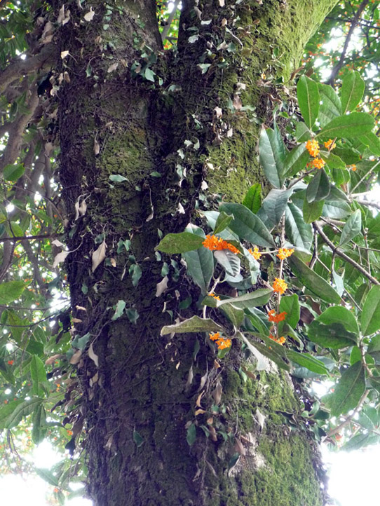 教堂和桂花树