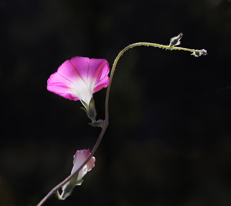 那时花开（不断添加中）