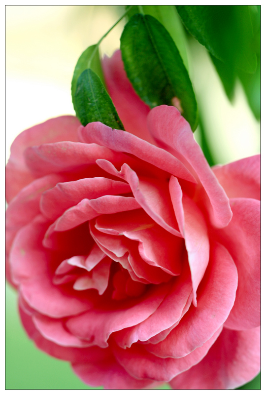 花  虫