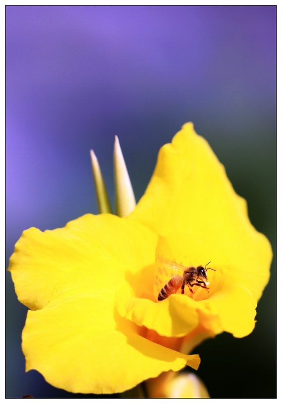 花  虫