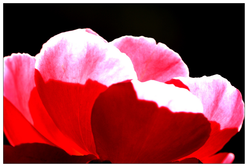 花  虫