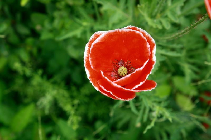 花  虫