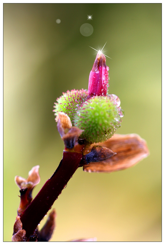 花  虫