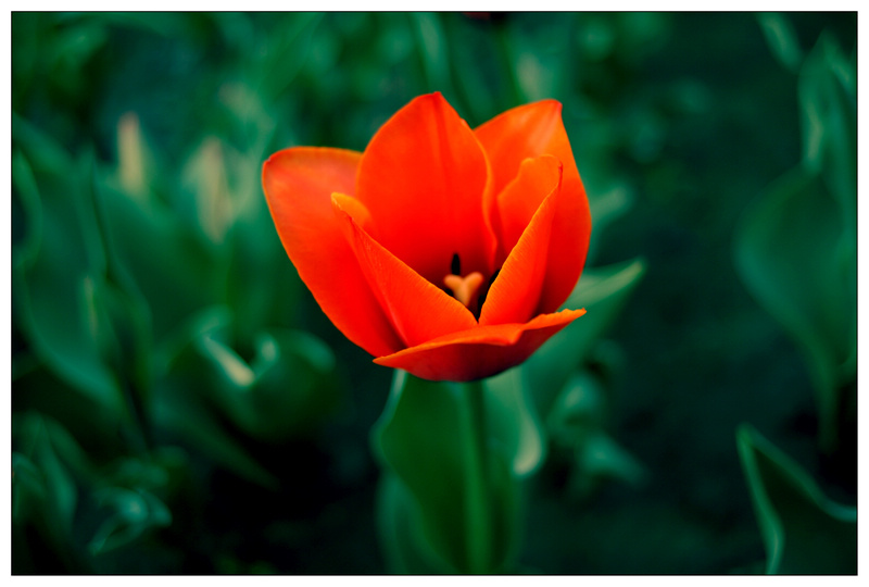 花  虫