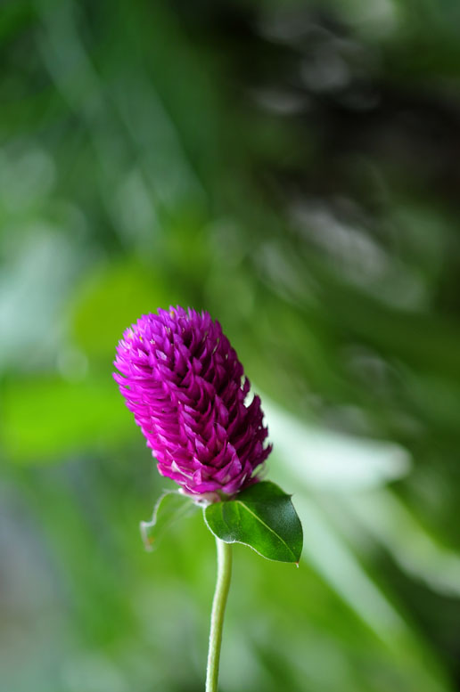 花木N种
