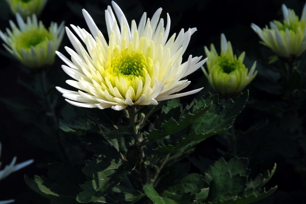 又是一年赏菊时