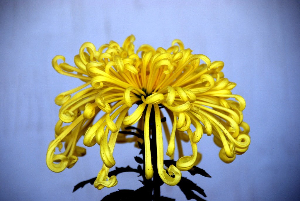 又是一年赏菊时