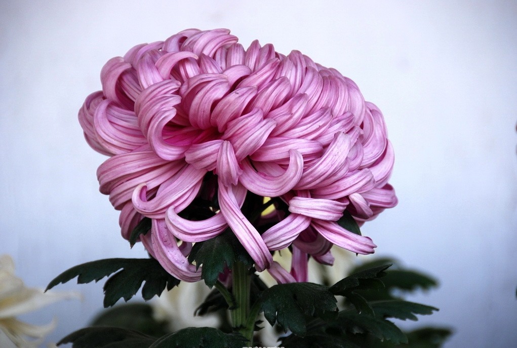 又是一年赏菊时