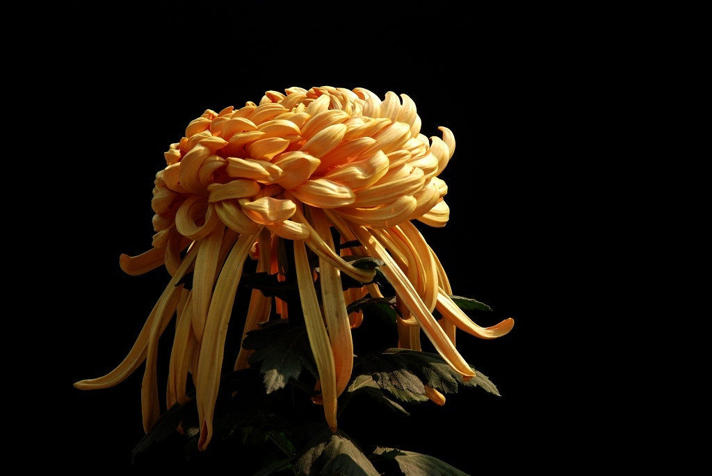又是一年赏菊时