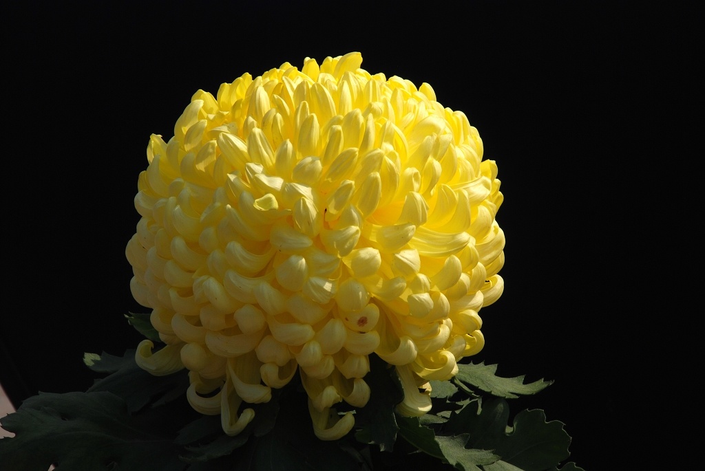 又是一年赏菊时