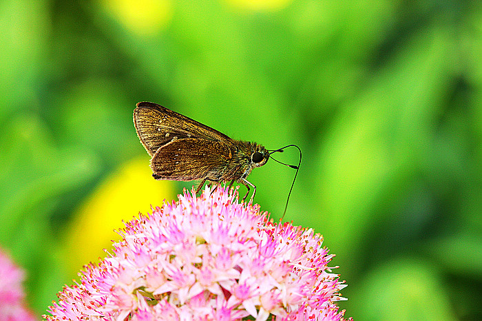 [原创]菊韵