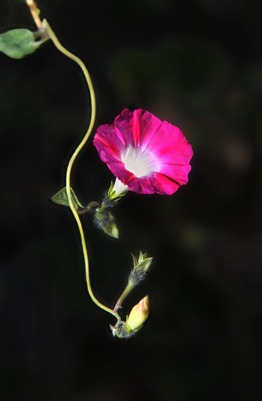 那时花开（不断添加中）