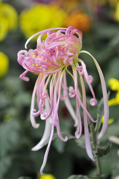 菊