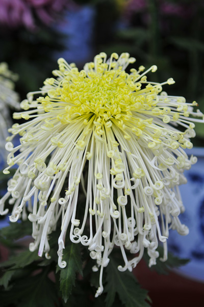 菊
