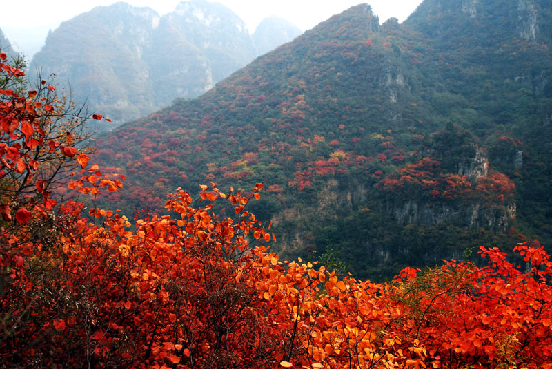 满山红叶似彩霞