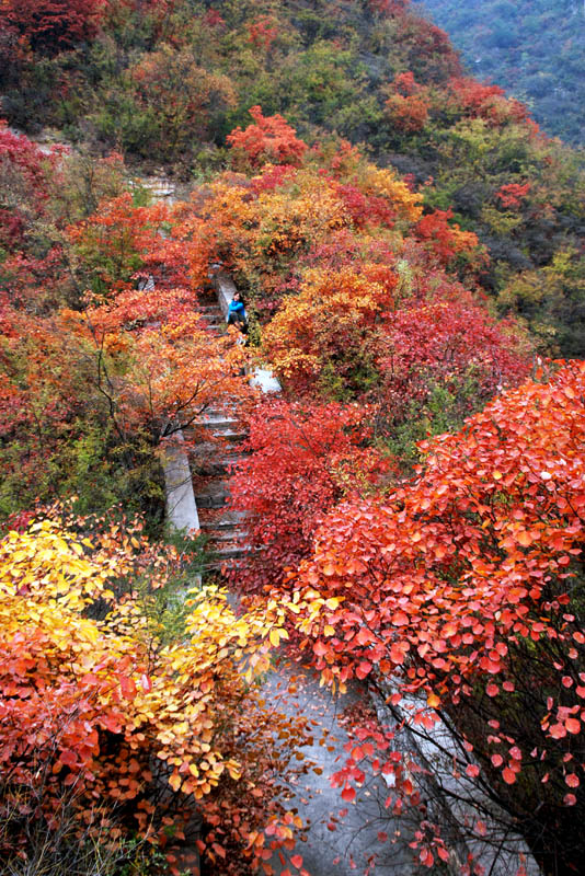 满山红叶似彩霞
