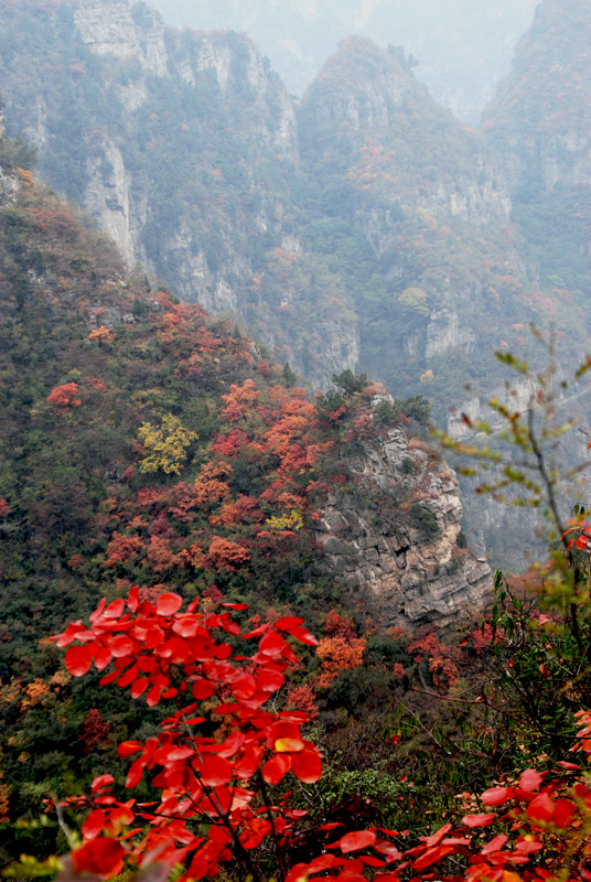 满山红叶似彩霞