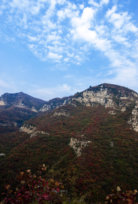 满山红叶似彩霞
