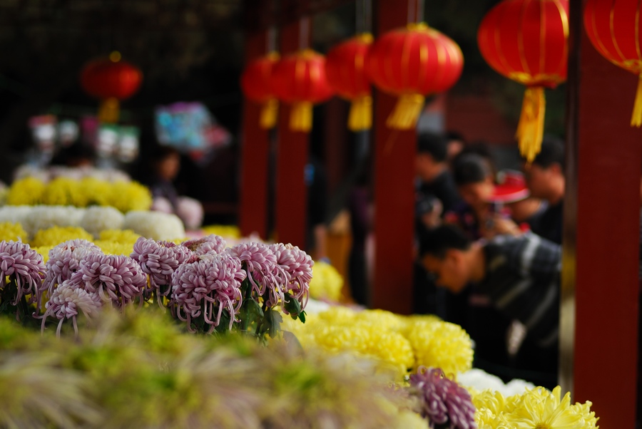 赏菊（整理中）