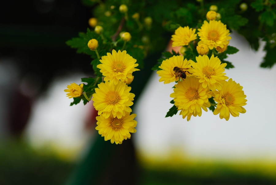 赏菊（整理中）